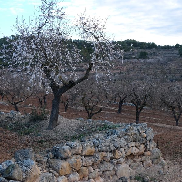 The Health Benefits of Almonds