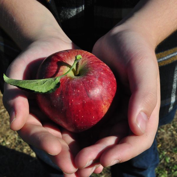 Maidan Shahr Apples: A Taste of Afghanistan's Orchards