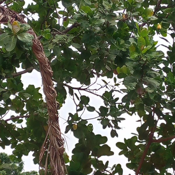 From Orchard to Package: The Journey of Our Cashews