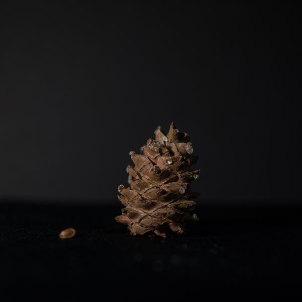 Why Afghan Pine Nuts Are Prized Worldwide